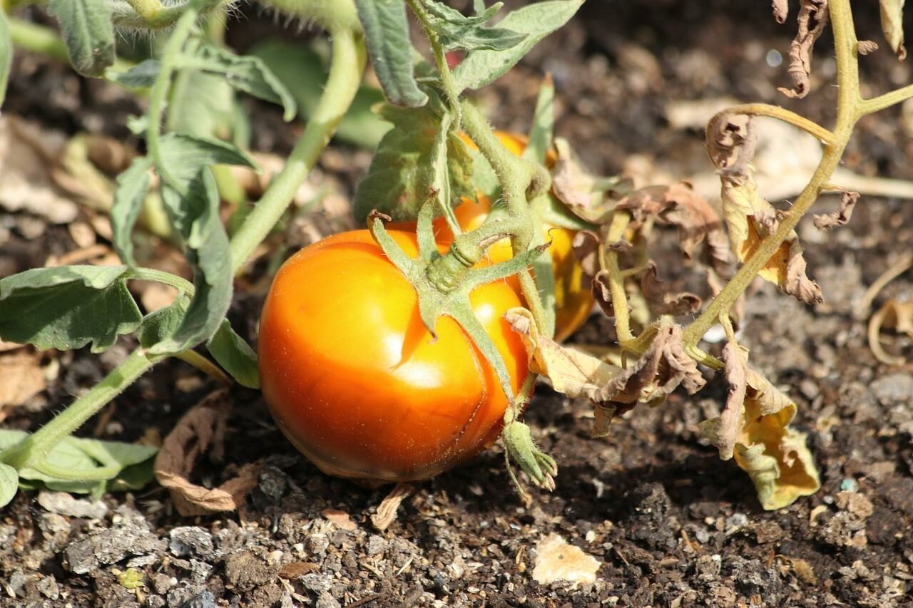 A perfect match? The cocreation of the tomato and beneficial insects