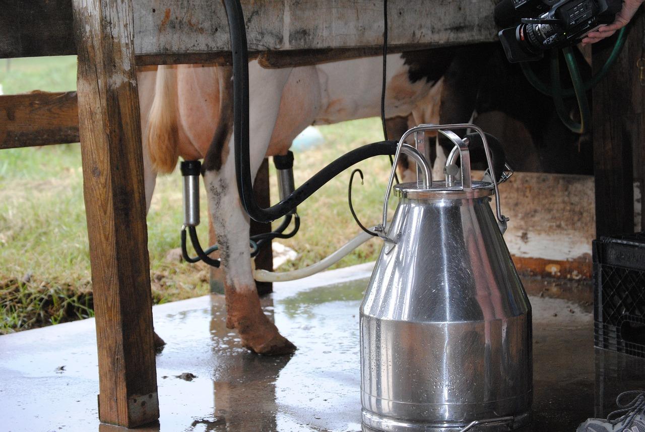 traite des vaches